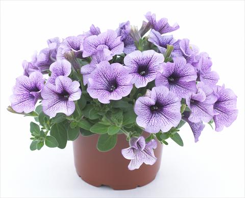 photo of flower to be used as: Pot, bedding, patio, basket Petunia Surfinia® Compact Purple Vein