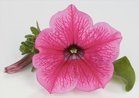 photo of flower to be used as: Pot, bedding, patio, basket Petunia Surfinia® Hot Pink 05