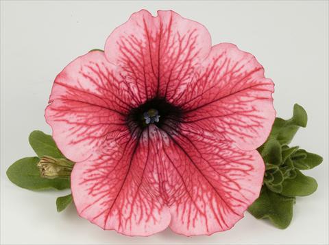 photo of flower to be used as: Pot, bedding, patio, basket Petunia Surfinia® Hot Red