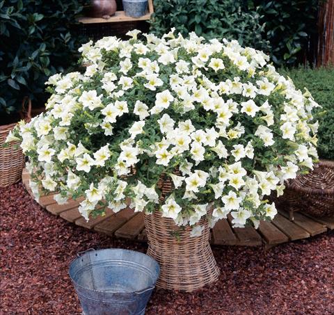photo of flower to be used as: Pot, bedding, patio, basket Petunia Surfinia® Lime