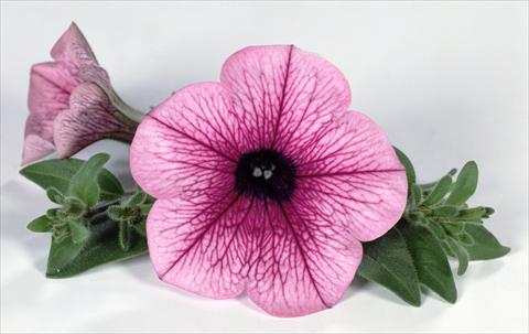 photo of flower to be used as: Pot, bedding, patio, basket Petunia Surfinia® Pink Vein 06