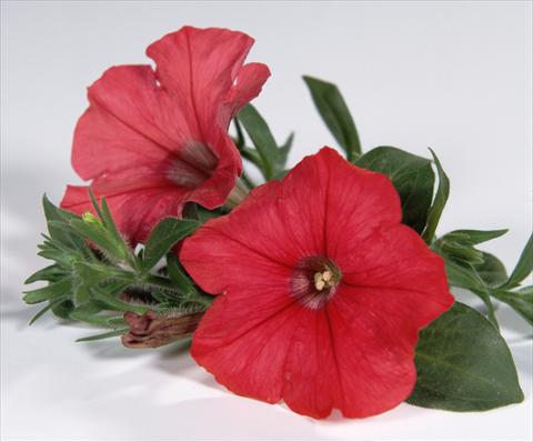 photo of flower to be used as: Pot, bedding, patio, basket Petunia Surfinia® Red