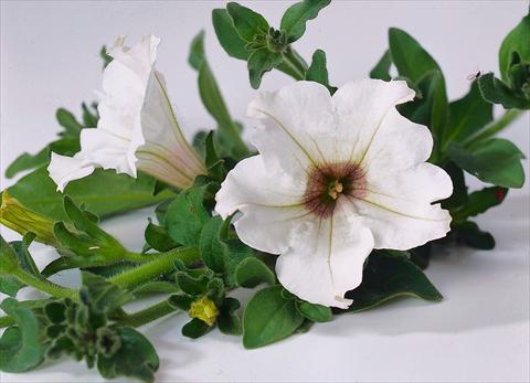 photo of flower to be used as: Pot, bedding, patio, basket Petunia Surfinia® White