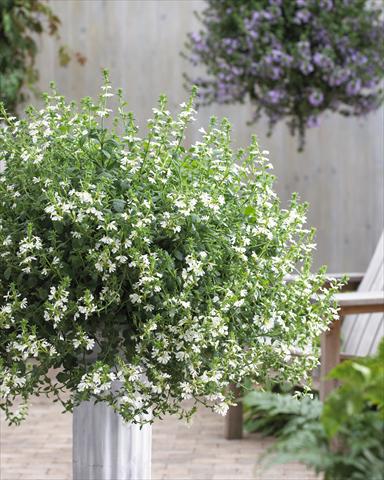 photo of flower to be used as: Pot, patio, basket Scaevola aemula Surdiva® White 11