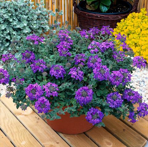 photo of flower to be used as: Pot, patio, basket Verbena Temari® Blue