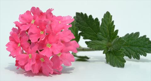 photo of flower to be used as: Pot, patio, basket Verbena Temari® Coral Pink