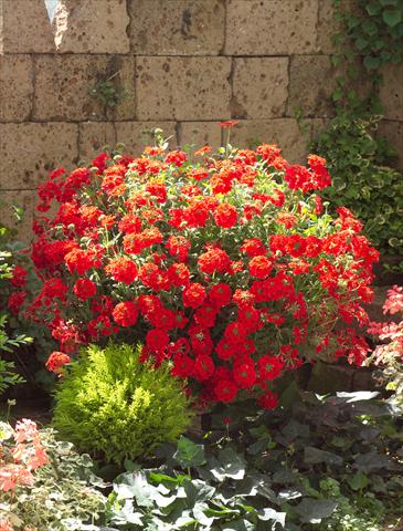 photo of flower to be used as: Pot, patio, basket Verbena Temari® Red 2006