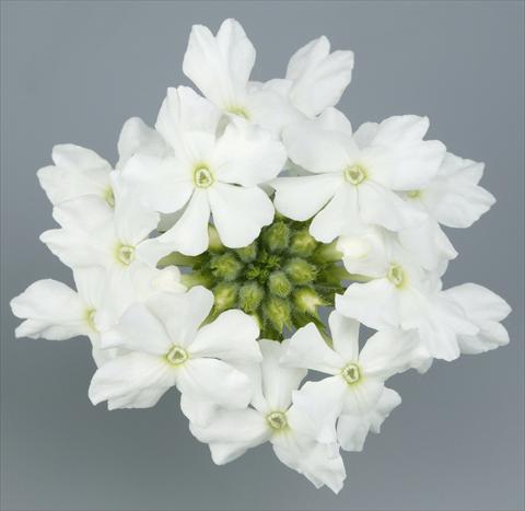 photo of flower to be used as: Pot, patio, basket Verbena Temari® White