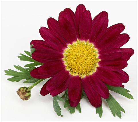 photo of flower to be used as: Pot and bedding Argyranthemum frutescens Bellavita Classic Magenta