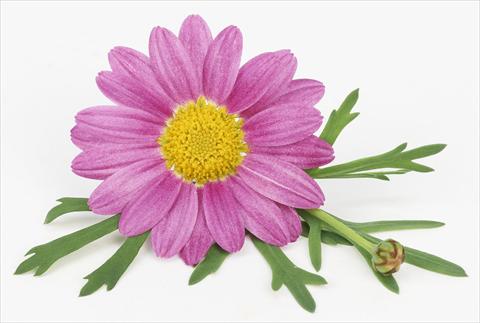 photo of flower to be used as: Pot and bedding Argyranthemum frutescens Bellavita Classic Pink