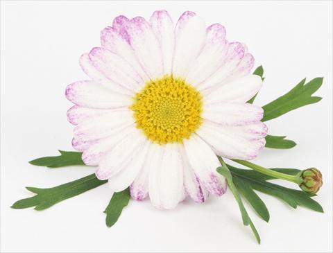 photo of flower to be used as: Pot and bedding Argyranthemum frutescens Bellavita Classic Spray