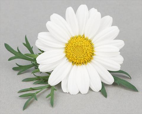 photo of flower to be used as: Pot and bedding Argyranthemum frutescens Bellavita Classic White
