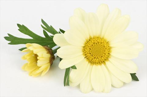 photo of flower to be used as: Pot and bedding Argyranthemum frutescens Bellavita Lemon