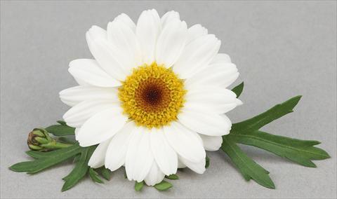 photo of flower to be used as: Pot and bedding Argyranthemum frutescens Bellavita Milk and Honey