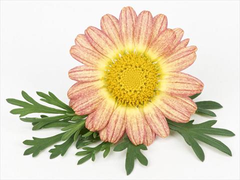 photo of flower to be used as: Pot and bedding Argyranthemum frutescens Bellavita Peach