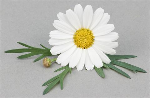 photo of flower to be used as: Pot and bedding Argyranthemum frutescens Bellavita Silver White