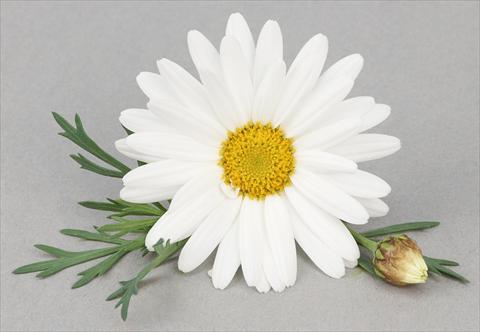 photo of flower to be used as: Pot and bedding Argyranthemum frutescens Bellavita Triple White