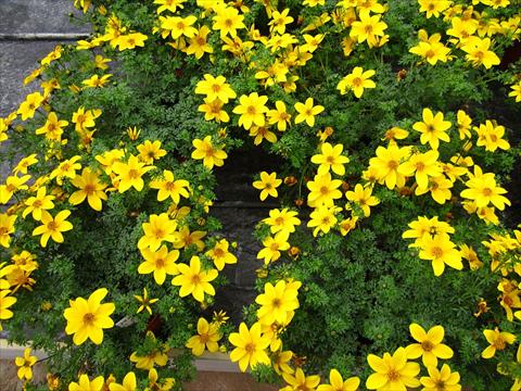photo of flower to be used as: Pot, bedding, patio, basket Bidens ferulifolia Classic