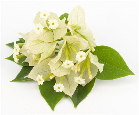 photo of flower to be used as: Pot, bedding, patio Bougainvillea Sunvillea Cream