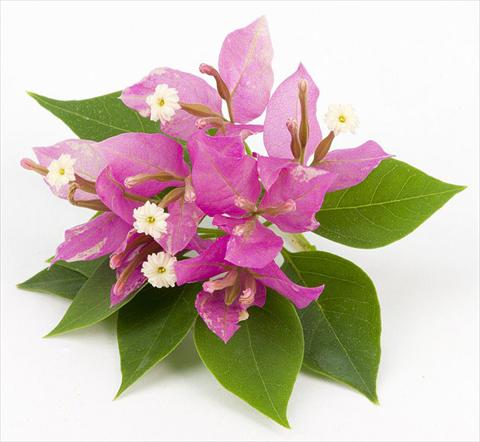 photo of flower to be used as: Pot, bedding, patio Bougainvillea Sunvillea Rose