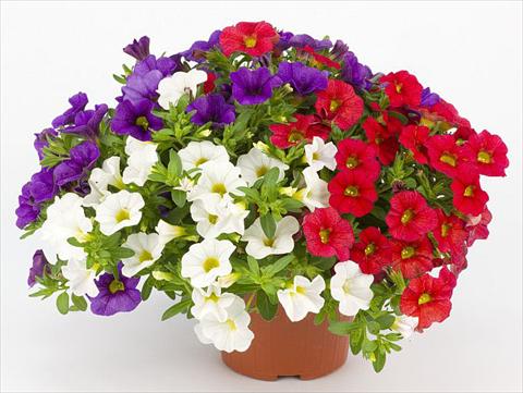 photo of flower to be used as: Pot, bedding, patio, basket Calibrachoa Mille Baci® French Kiss