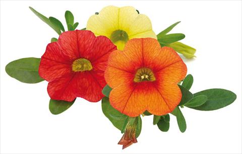 photo of flower to be used as: Pot, bedding, patio, basket Calibrachoa Mille Baci® Hot Kiss