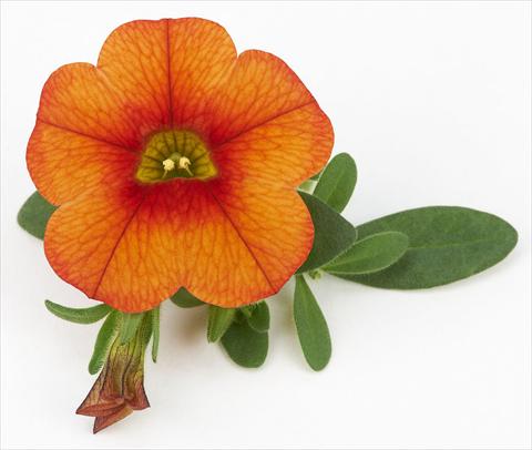 photo of flower to be used as: Pot, bedding, patio, basket Calibrachoa Mille Baci® Orange