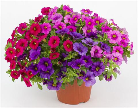 photo of flower to be used as: Pot, bedding, patio, basket Calibrachoa Mille Baci® Romantic Kiss