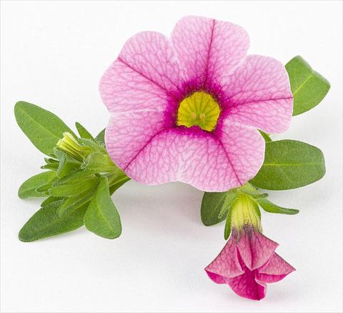 photo of flower to be used as: Pot, bedding, patio, basket Calibrachoa Mille Baci® Rose impr