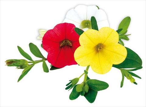photo of flower to be used as: Pot, bedding, patio, basket Calibrachoa Million Bells® Concert
