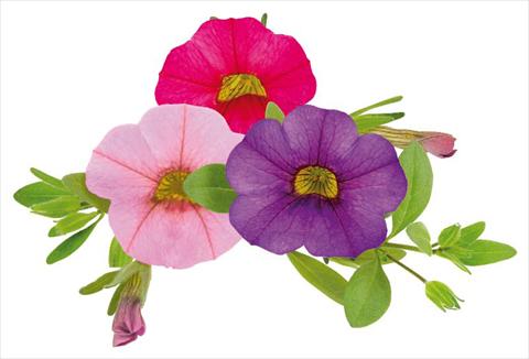 photo of flower to be used as: Pot, bedding, patio, basket Calibrachoa Million Bells® Lullaby