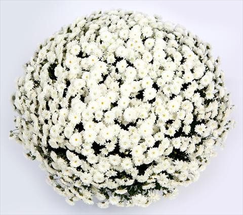 photo of flower to be used as: Pot and bedding Chrysanthemum Belgian Lana