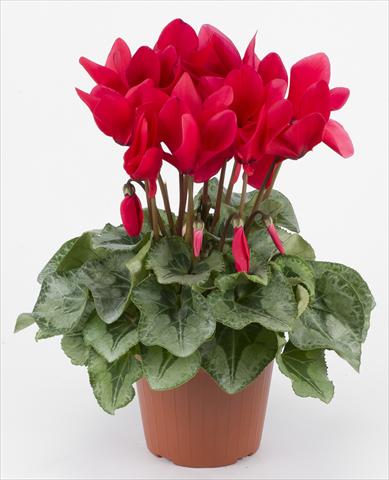 photo of flower to be used as: Basket / Pot Cyclamen persicum Halios® Rouge Decora