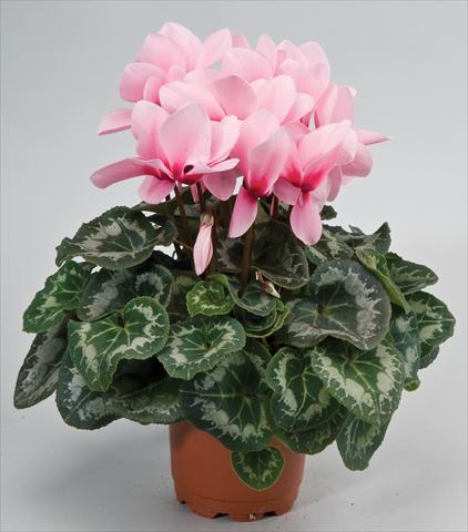 photo of flower to be used as: Basket / Pot Cyclamen persicum Rainier™ F1 Light Pink with eye