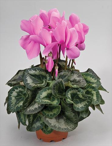 photo of flower to be used as: Basket / Pot Cyclamen persicum Cyclamen persicum Rainier™ F1 Lilac