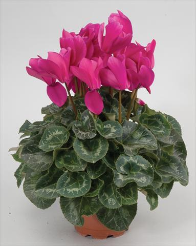 photo of flower to be used as: Basket / Pot Cyclamen persicum Cyclamen persicum Rainier™ F1 Purple