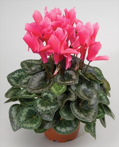 photo of flower to be used as: Basket / Pot Cyclamen persicum Cyclamen persicum Rainier™ F1 Rose