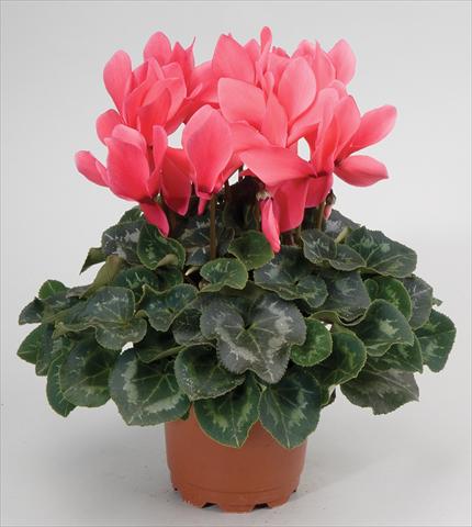 photo of flower to be used as: Basket / Pot Cyclamen persicum Cyclamen persicum Rainier™ F1 Salmon