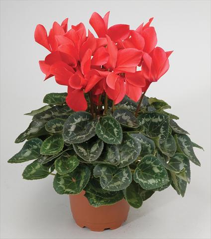 photo of flower to be used as: Basket / Pot Cyclamen persicum Cyclamen persicum Rainier™ F1 Scarlet