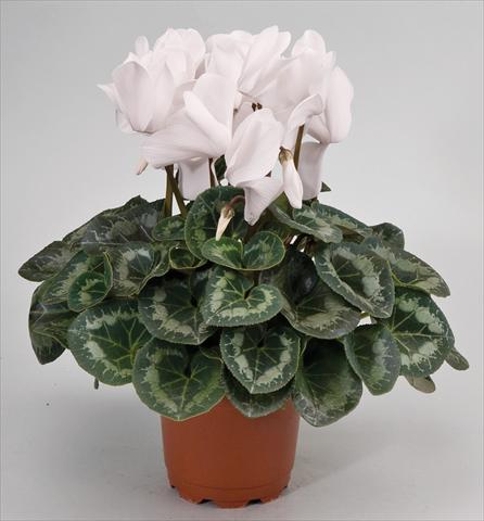 photo of flower to be used as: Basket / Pot Cyclamen persicum Cyclamen persicum Rainier™ F1 White