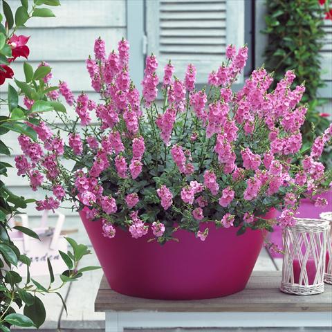photo of flower to be used as: Pot, patio, basket Diascia Sundiascia Blush Pink
