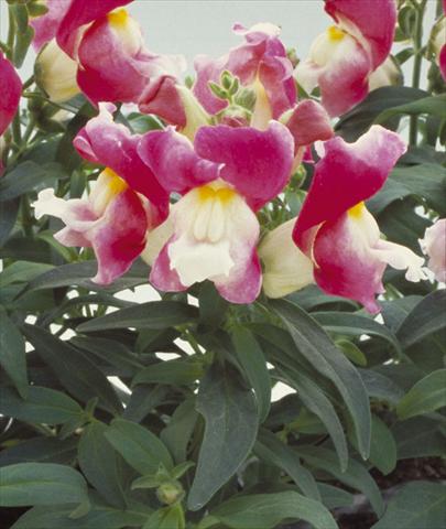 photo of flower to be used as: Pot and bedding Antirrhinum majus Floral Showers Coral Bicolour