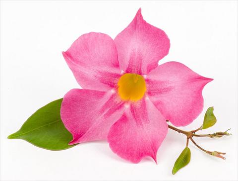 photo of flower to be used as: Patio, pot Dipladenia (Mandevilla) Sundaville Rose Star