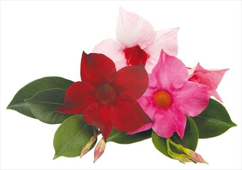 photo of flower to be used as: Patio, pot Dipladenia (Mandevilla) Sundaville Smile