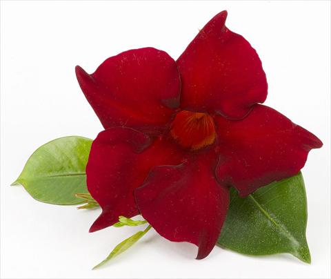 photo of flower to be used as: Patio, pot Dipladenia (Mandevilla) Sundaville Super Dark Red
