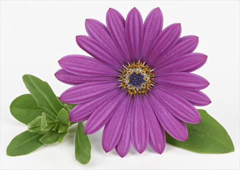 photo of flower to be used as: Pot and bedding Osteospermum Leonardo Blue Rose