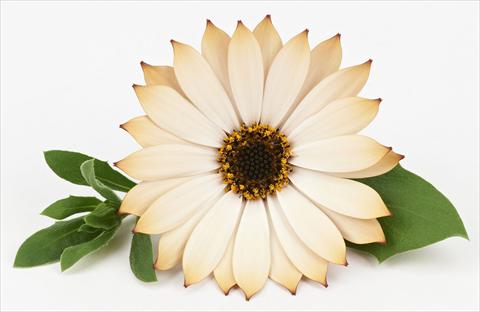 photo of flower to be used as: Pot and bedding Osteospermum Leonardo Cappuccino