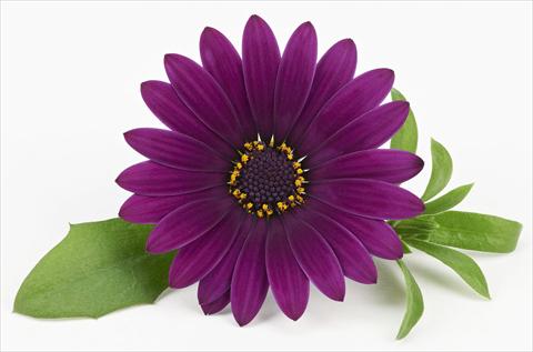 photo of flower to be used as: Pot and bedding Osteospermum Leonardo Deep Purple