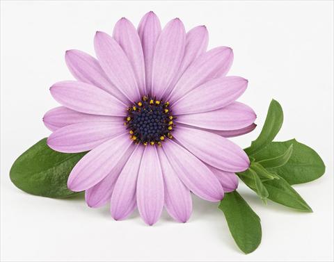 photo of flower to be used as: Pot and bedding Osteospermum Leonardo Lavender