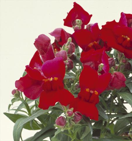photo of flower to be used as: Pot and bedding Antirrhinum majus Floral Showers Crimson